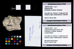 Foto (Objekt + Etikett) von Longodromites angustus (Reuss 1858)  (NHMW-GEO-1990-0041-2623)